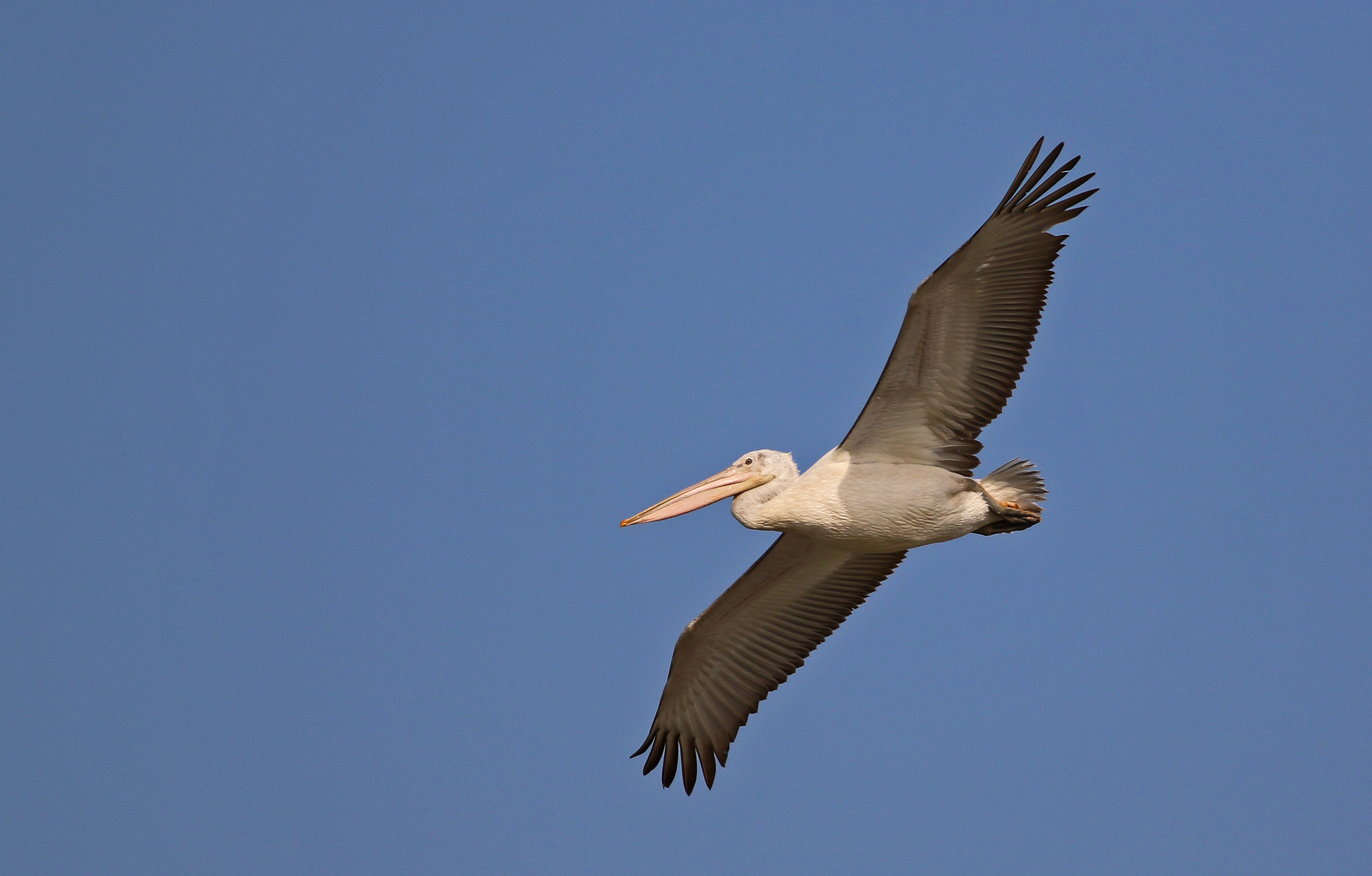 Dalmatian Pelican